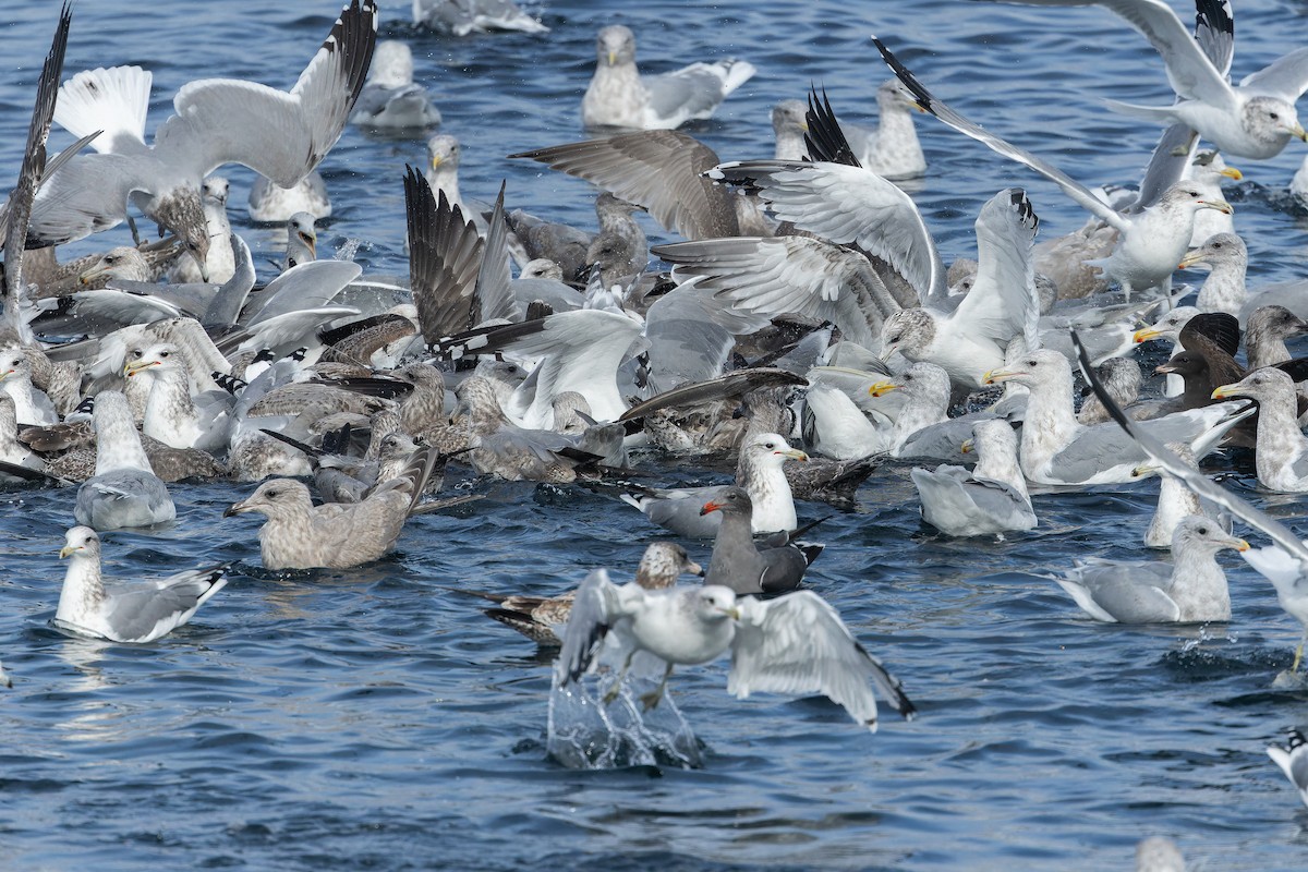California Gull - ML642952209