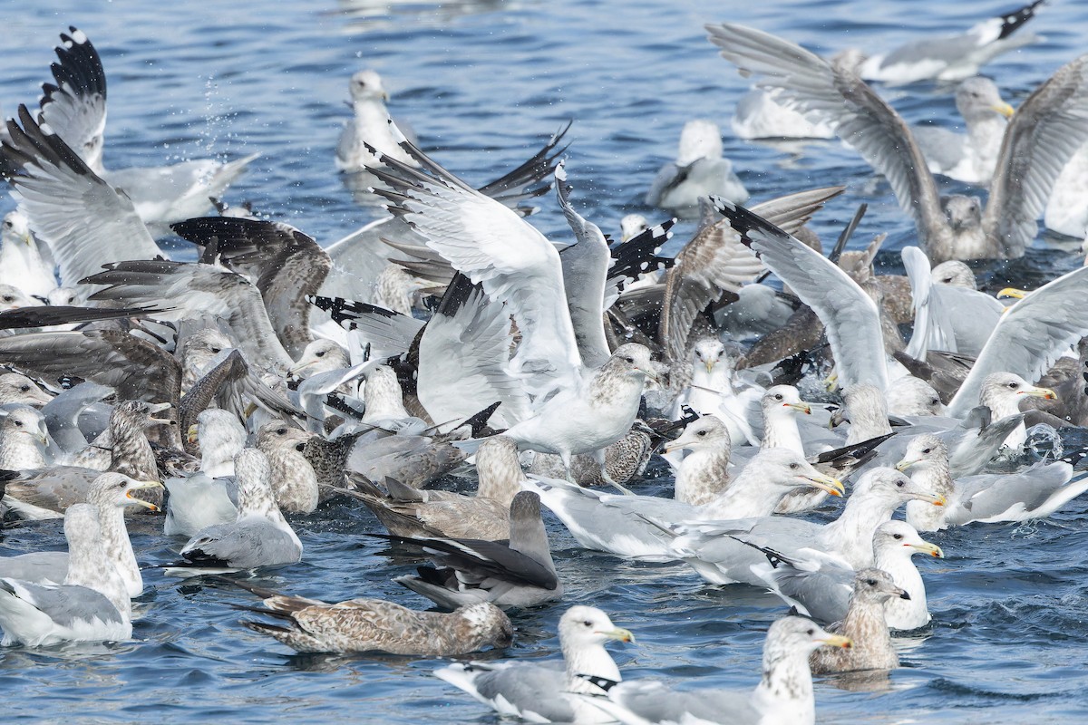 California Gull - ML642952210