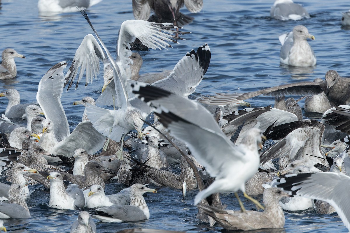 California Gull - ML642952211