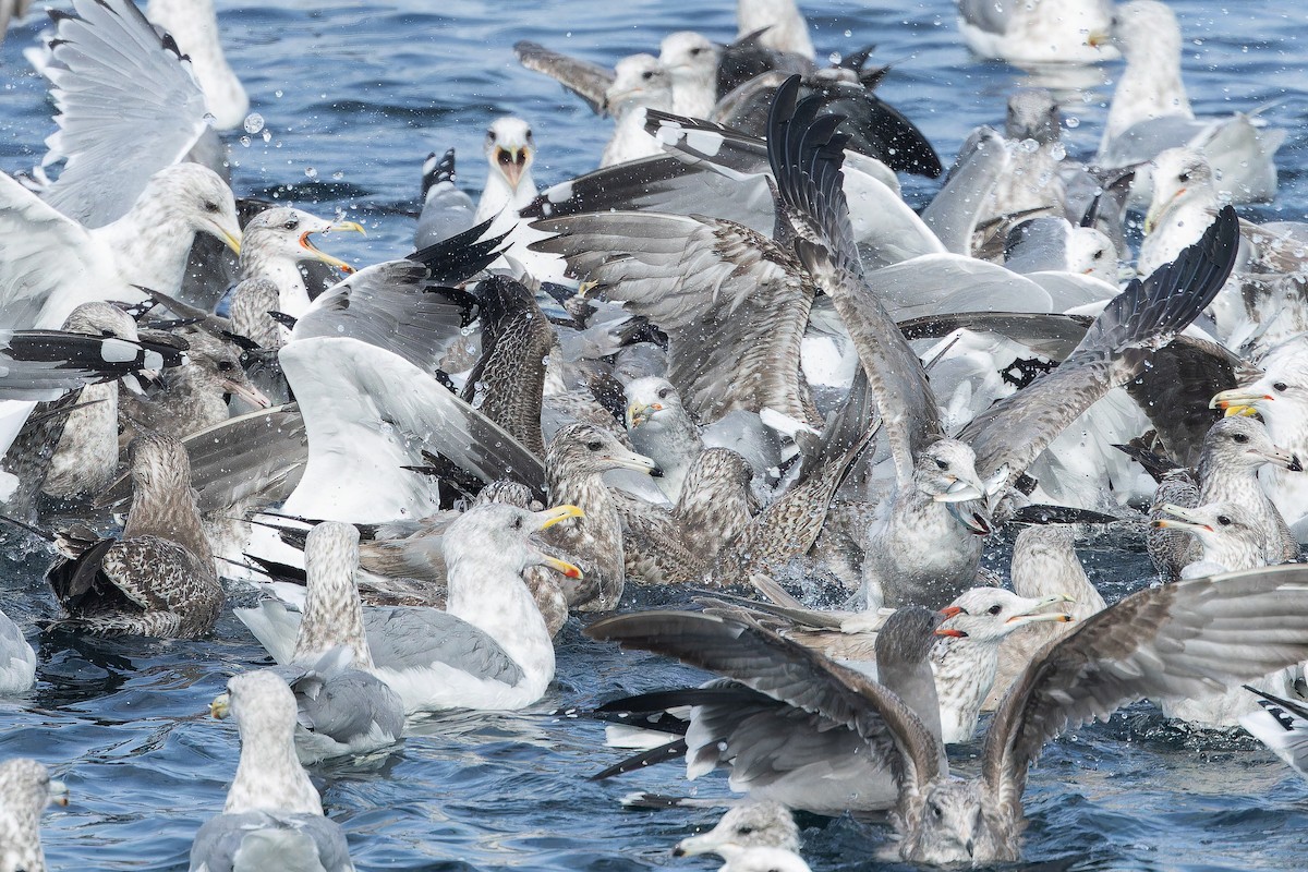 California Gull - ML642952212