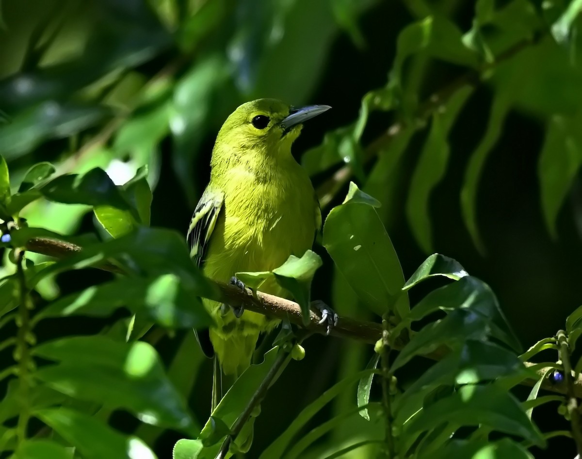 Green Iora - ML642952214