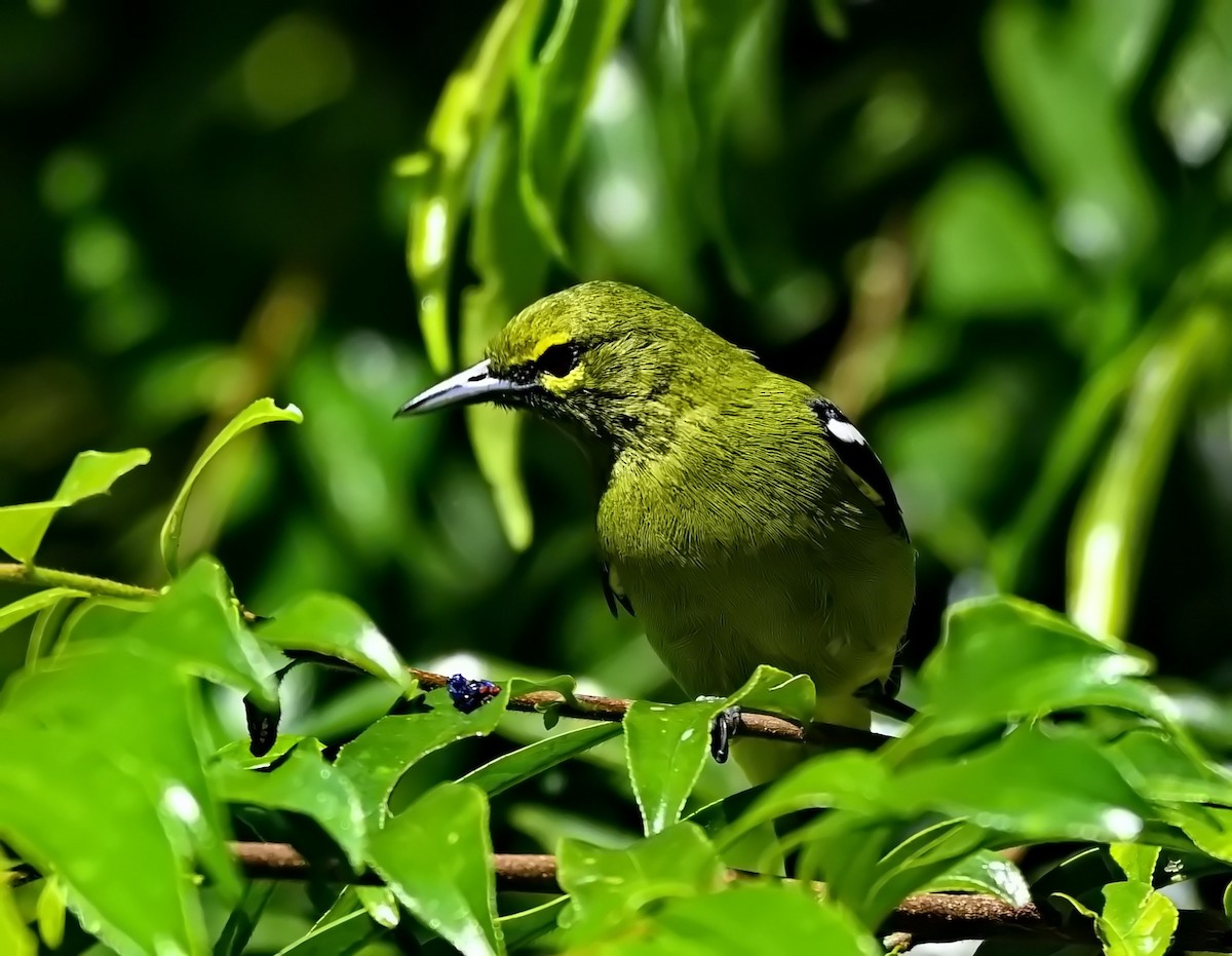 Green Iora - ML642952215