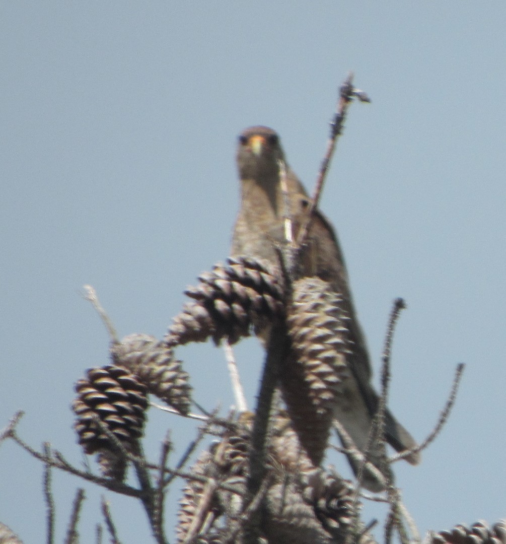 Chimango Caracara - ML642952217