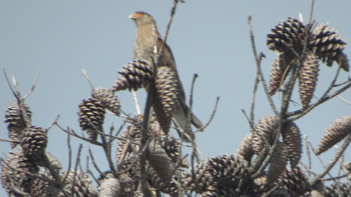 Chimango Caracara - ML642952218