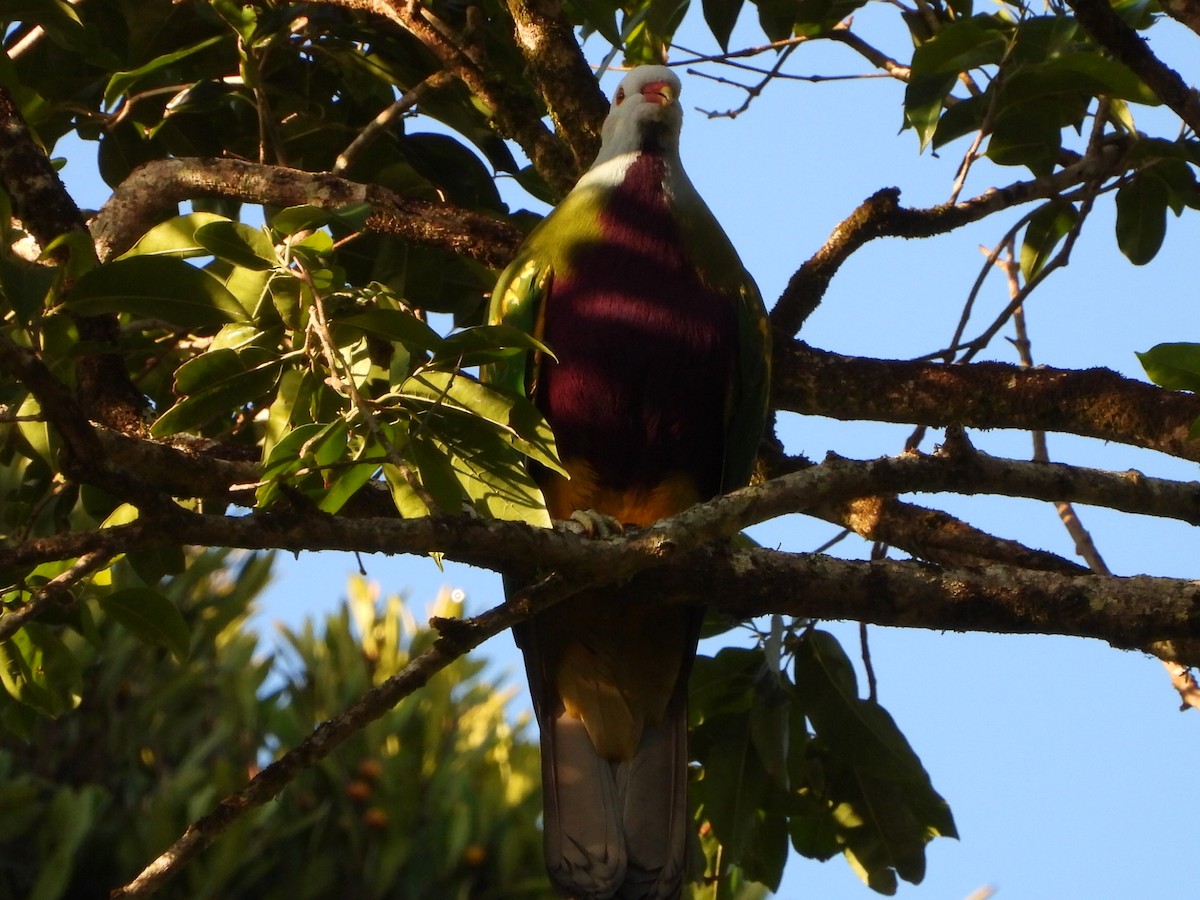 Wompoo Fruit-Dove - ML642952219