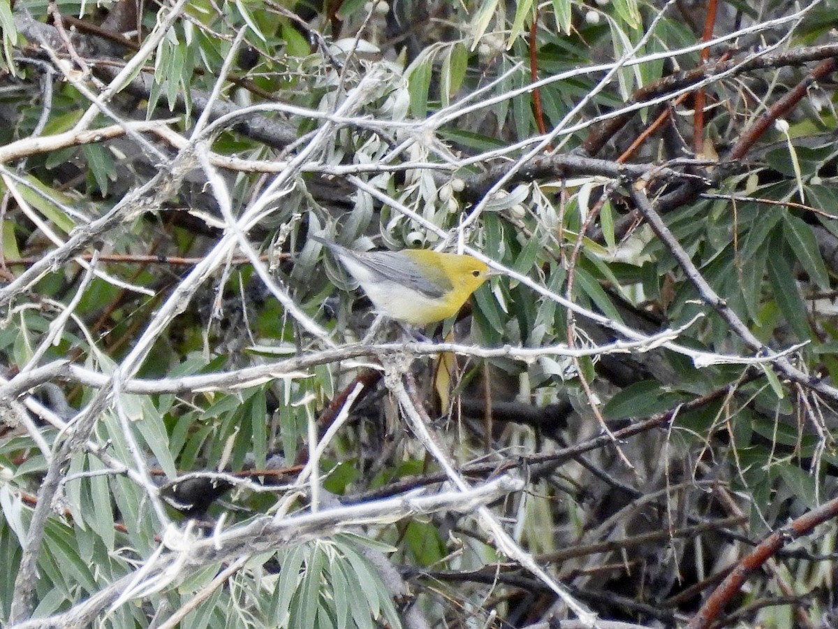 Prothonotary Warbler - ML642952222