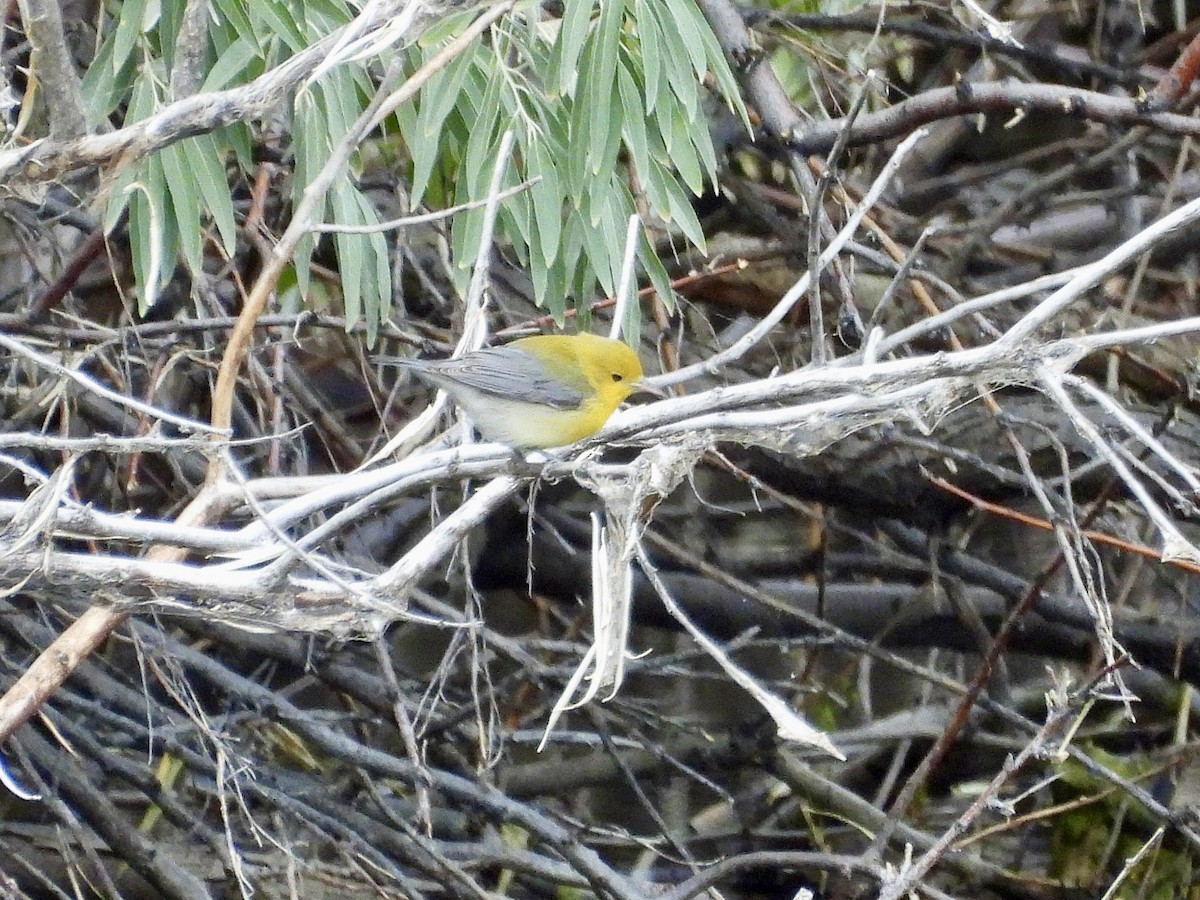 Prothonotary Warbler - ML642952223