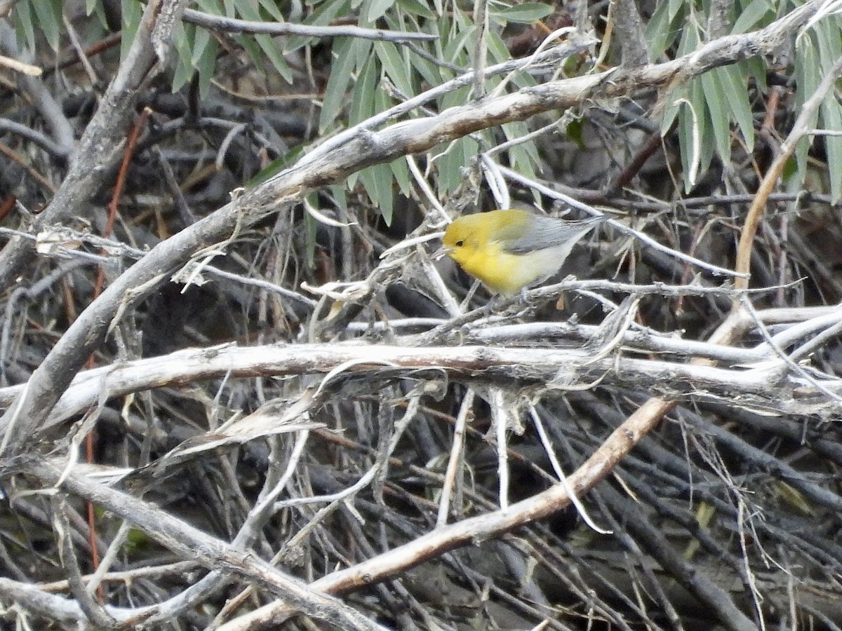 Prothonotary Warbler - ML642952224
