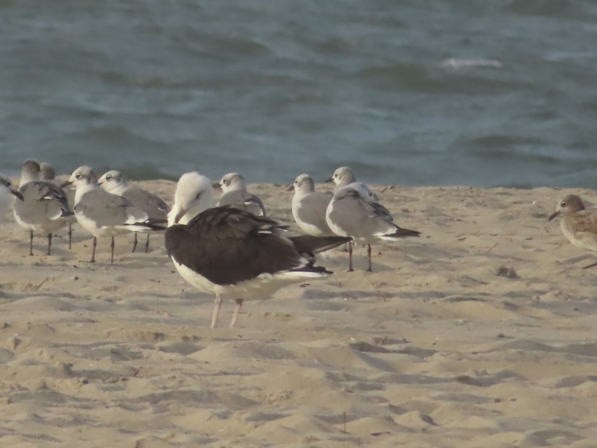 Great Black-backed Gull - ML642952225
