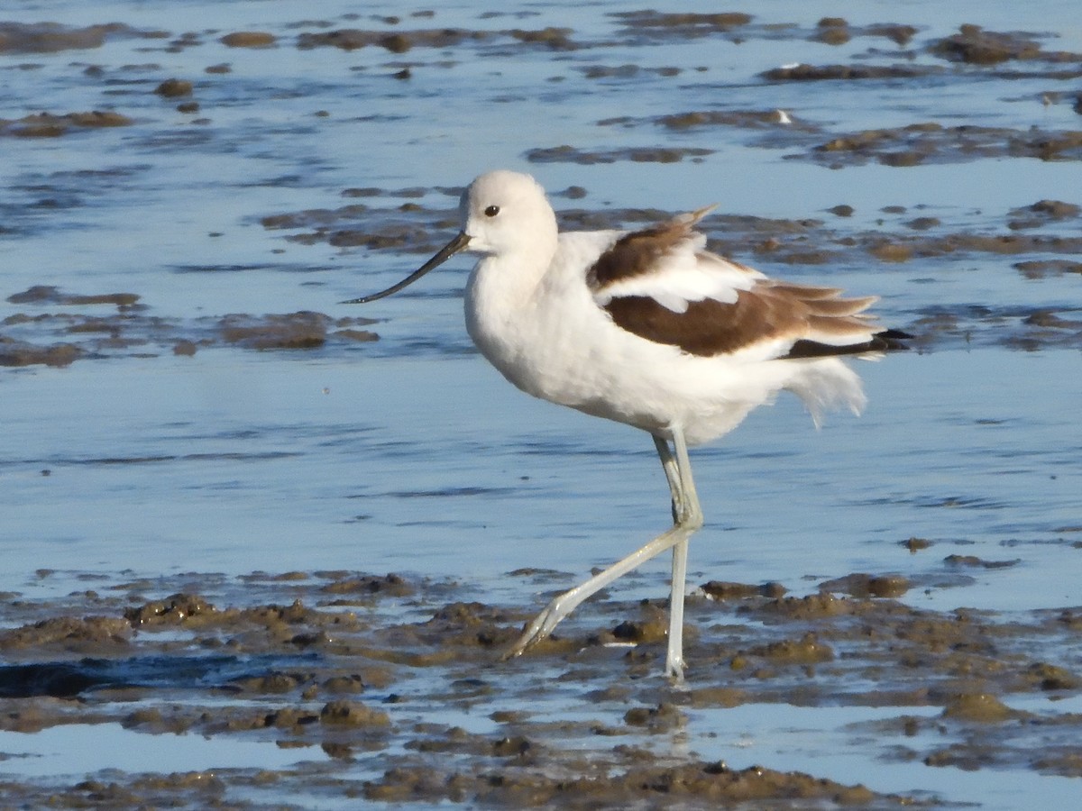 American Avocet - ML642952228