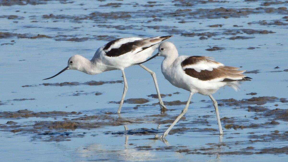 American Avocet - ML642952229