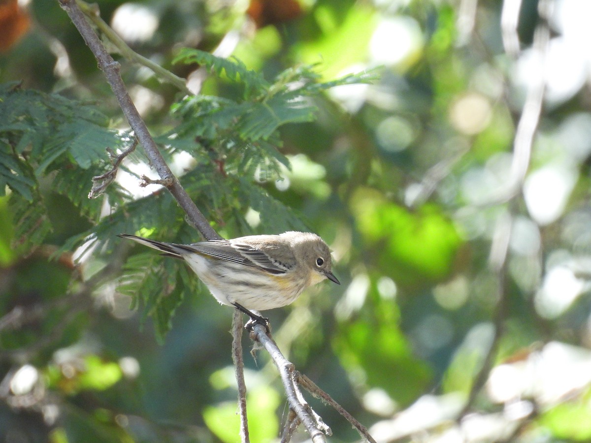Yellow-rumped Warbler - ML642952231