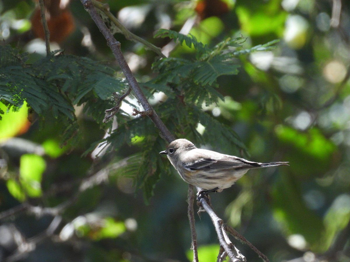 Yellow-rumped Warbler - ML642952233