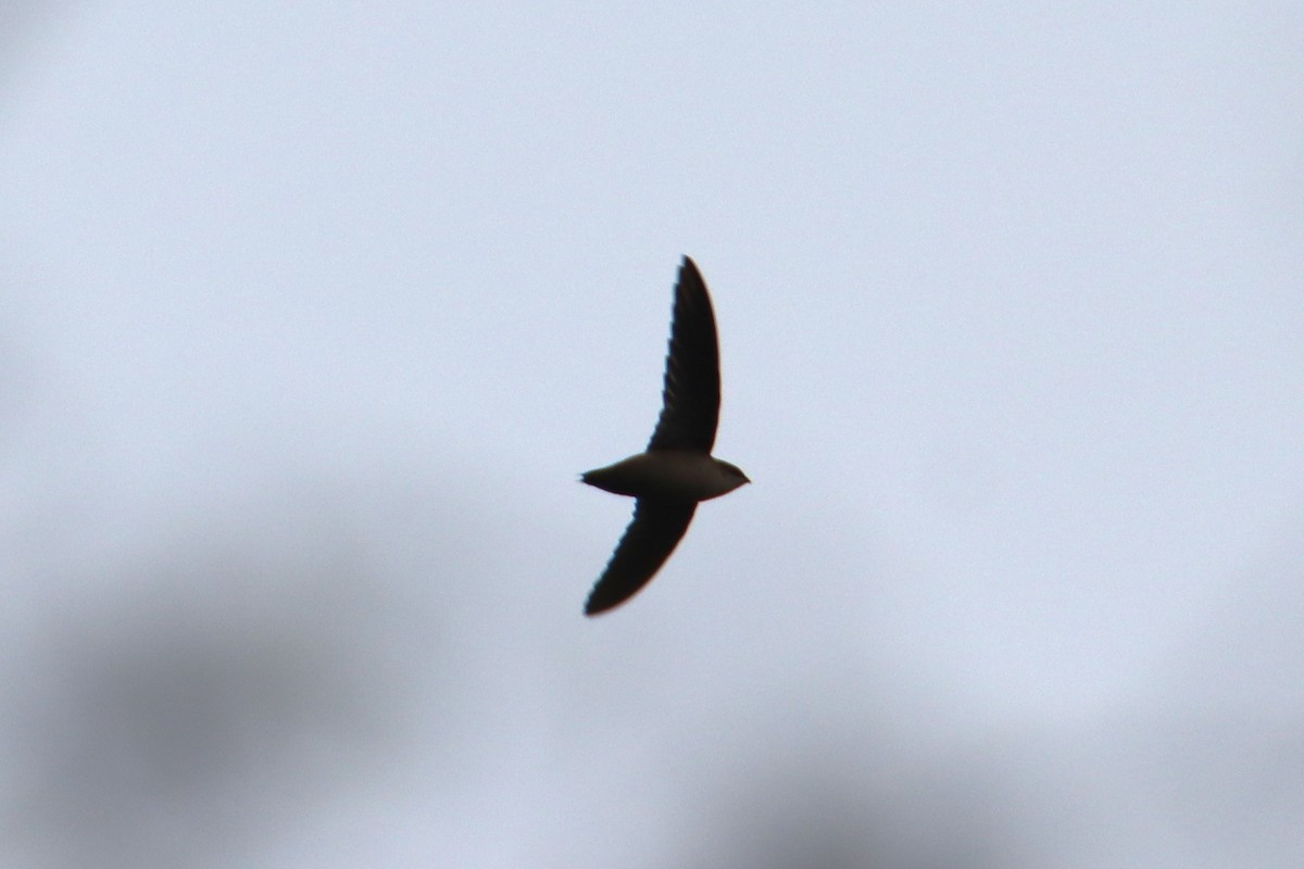 Vaux's Swift - ML642952237