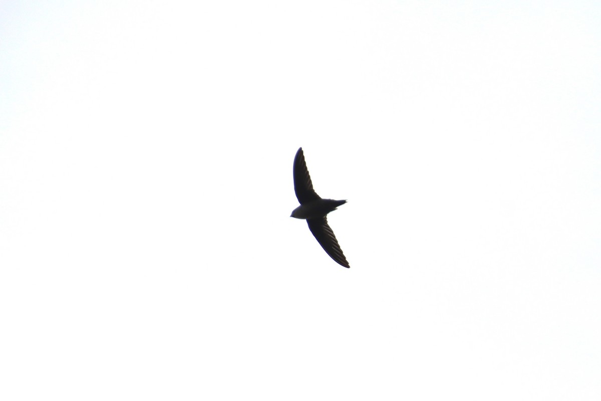 Vaux's Swift - ML642952247
