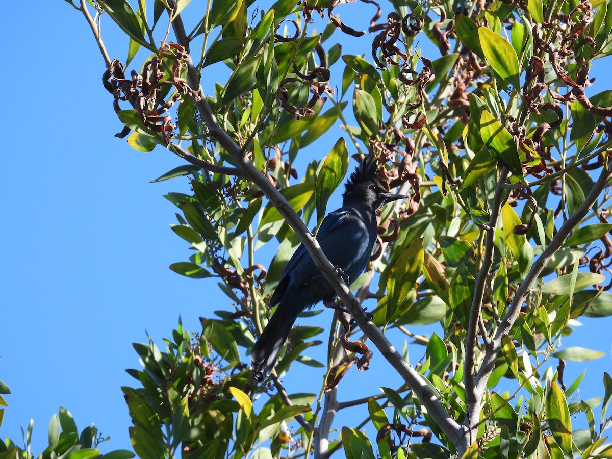 Steller's Jay - ML642952249