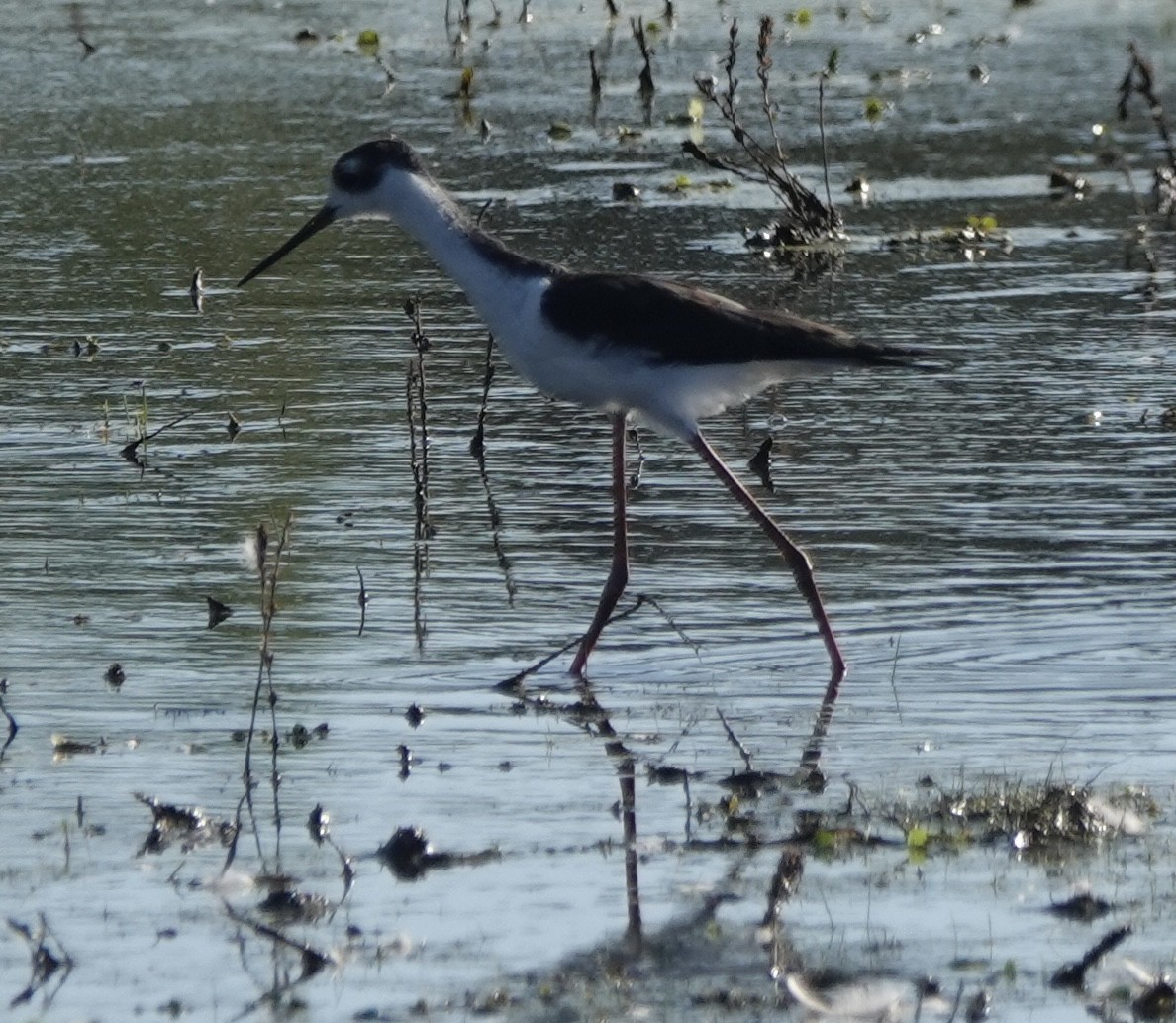 Black-necked Stilt - ML642952250