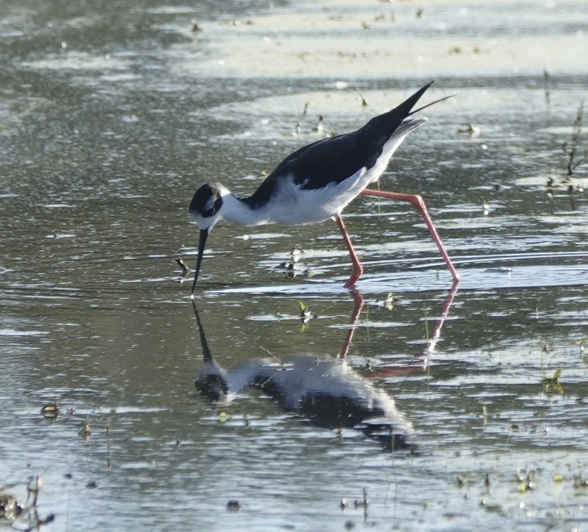 Black-necked Stilt - ML642952251