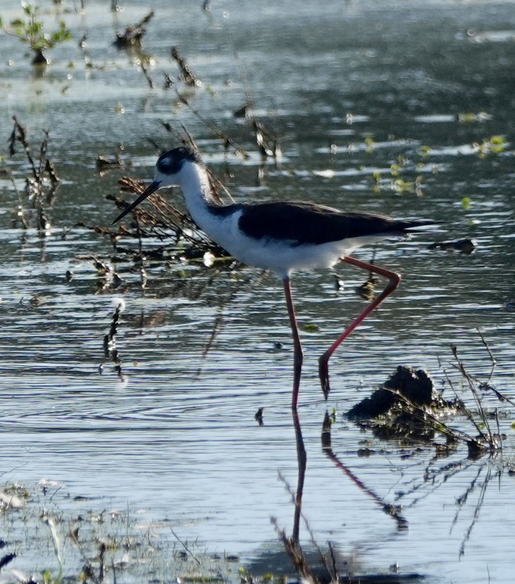 Black-necked Stilt - ML642952252