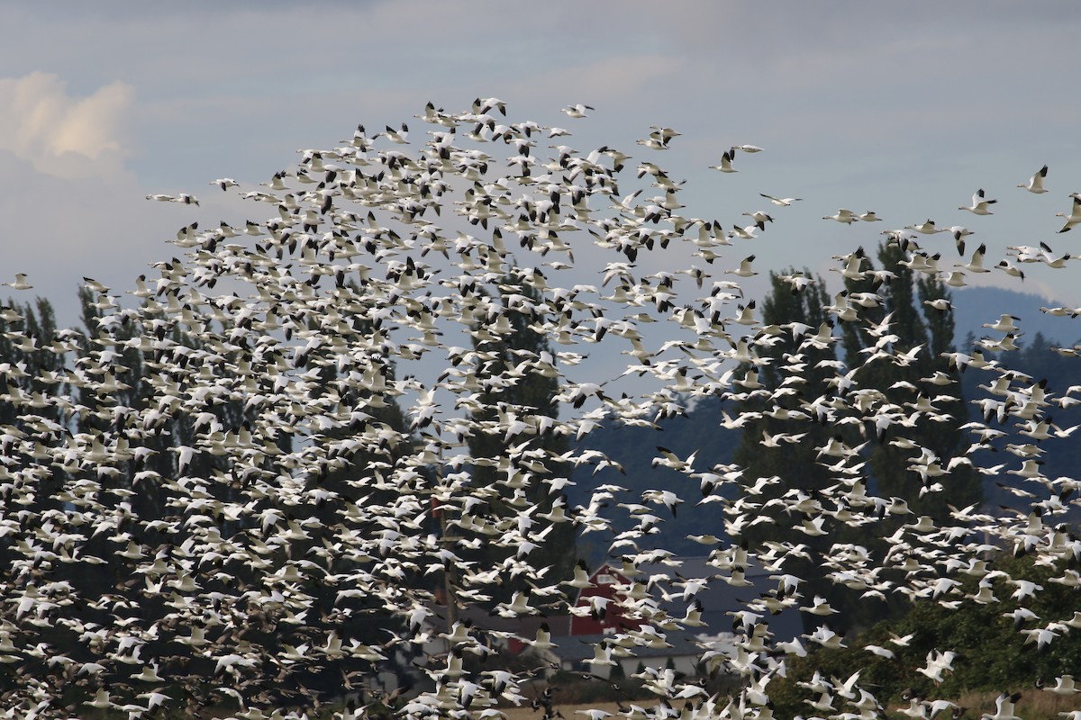 Snow Goose - ML642952253