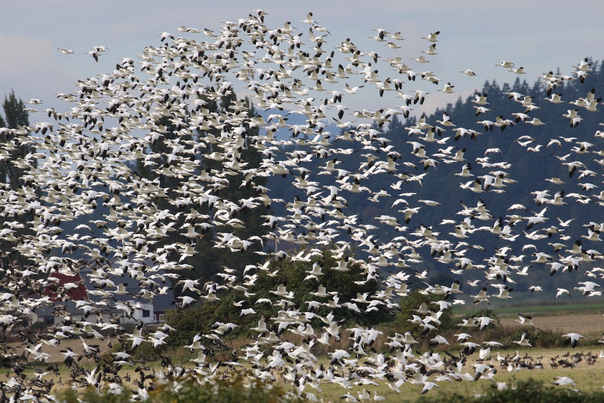 Snow Goose - ML642952254