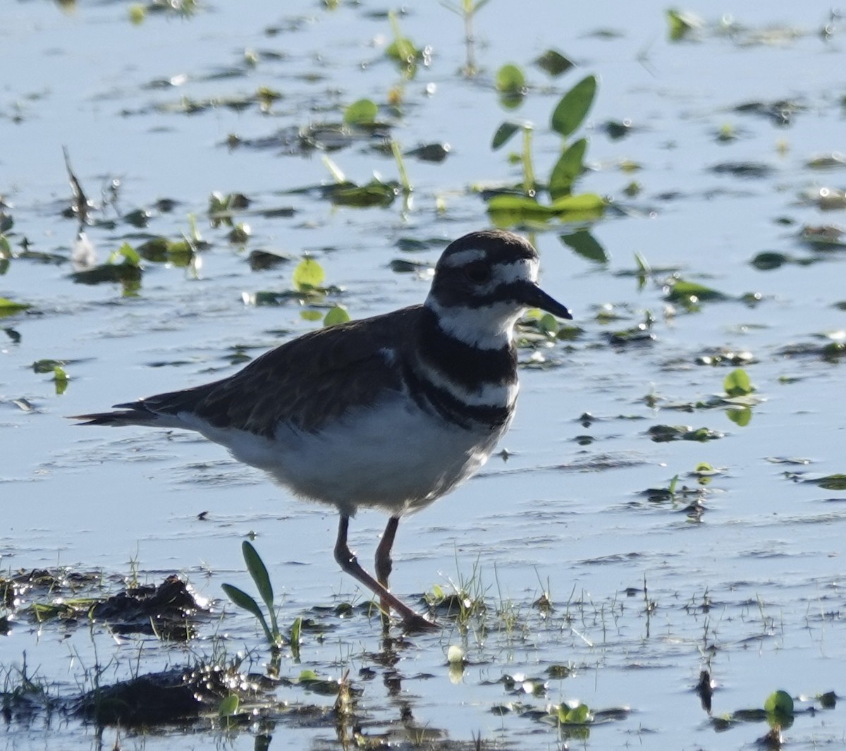 Killdeer - ML642952255