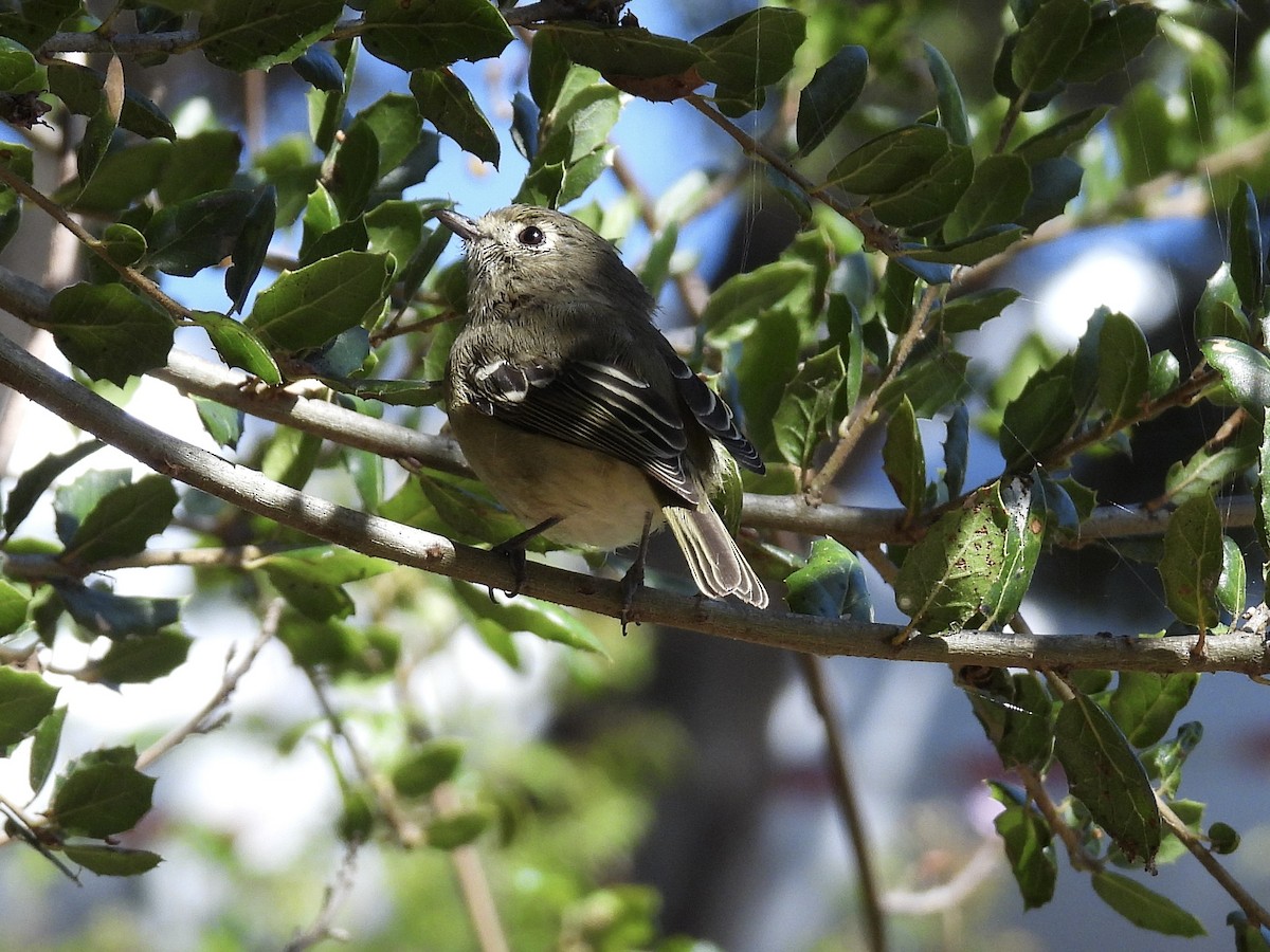 Hutton's Vireo - ML642952256