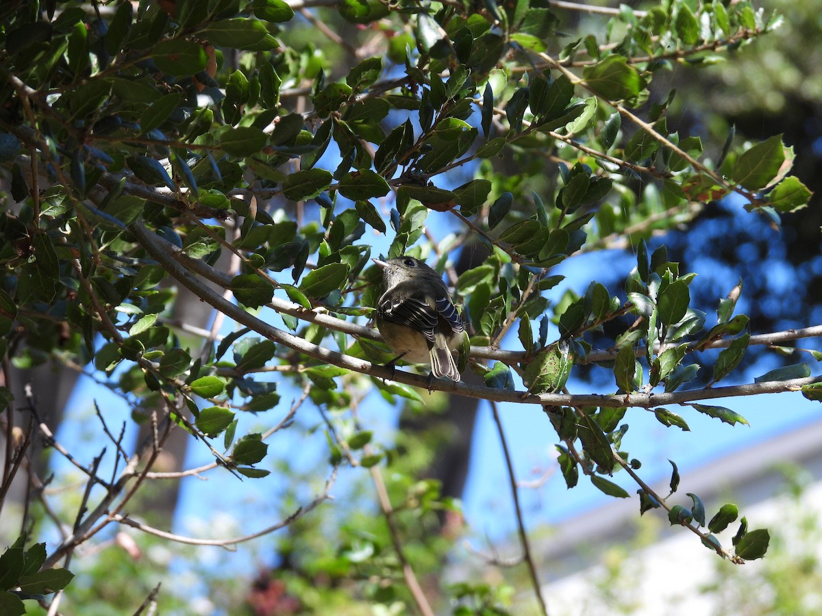 Hutton's Vireo - ML642952257