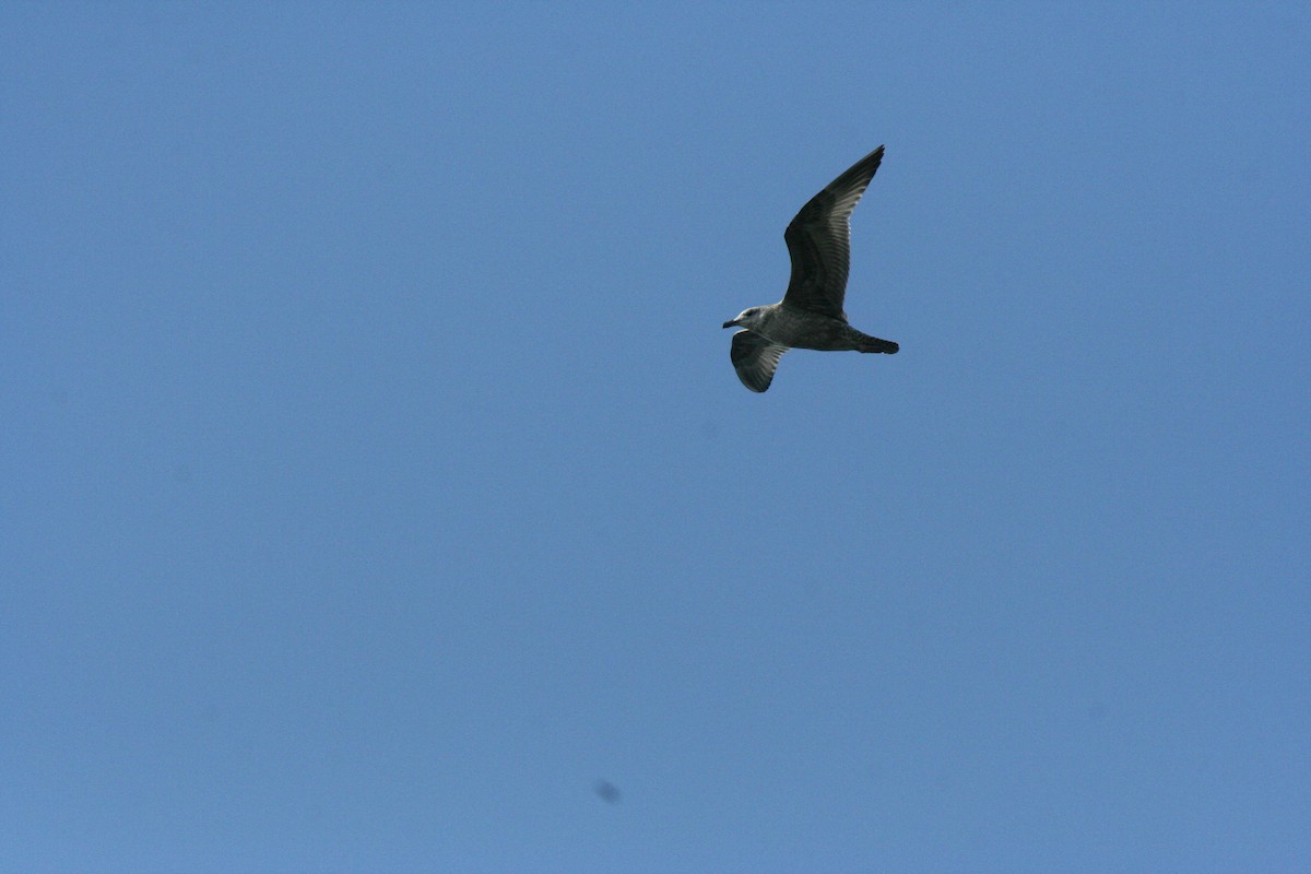 American Herring Gull - ML642952261
