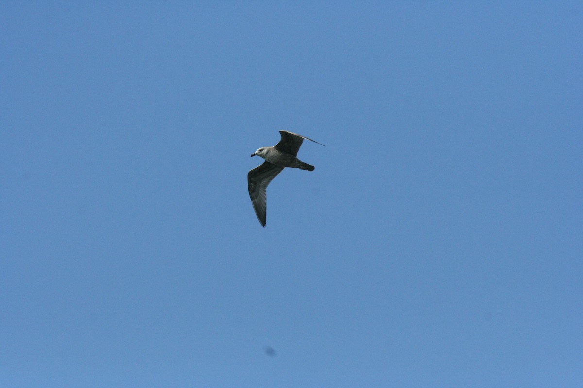American Herring Gull - ML642952262
