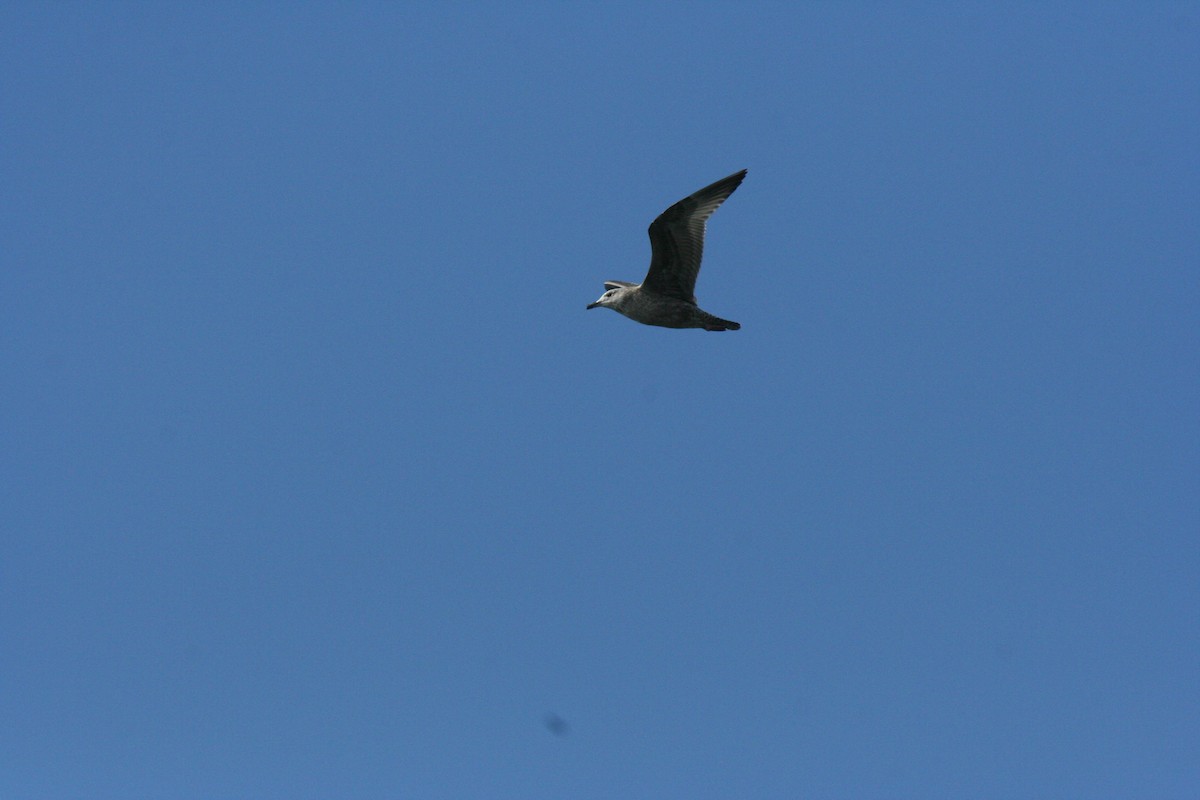 American Herring Gull - ML642952263