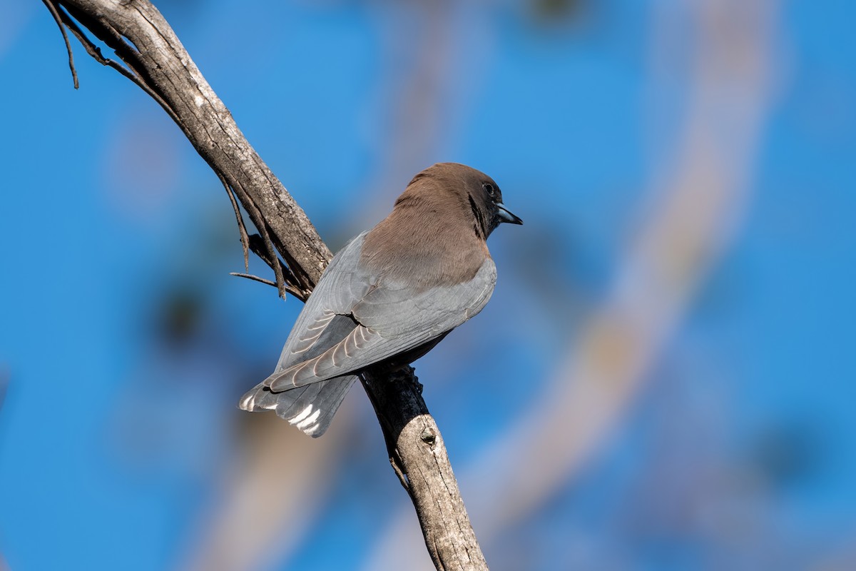 Little Woodswallow - ML642952264