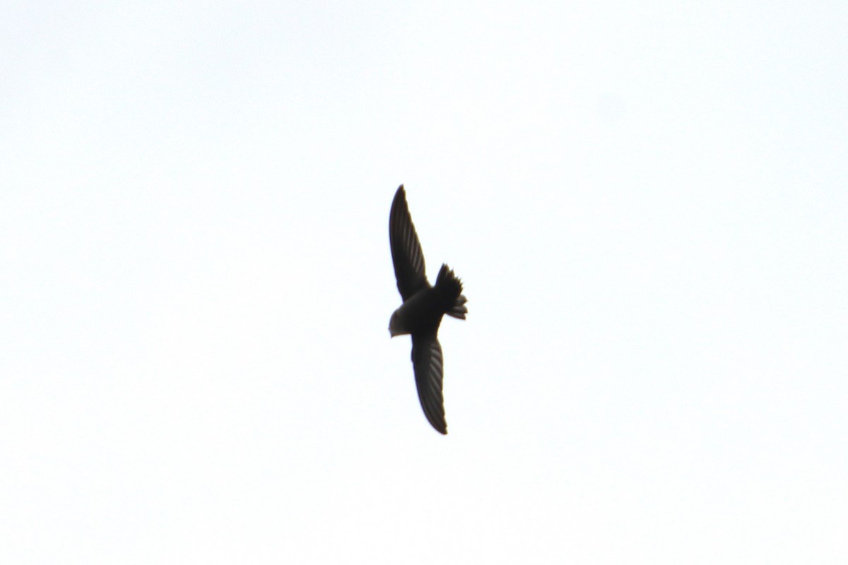 Vaux's Swift - ML642952265