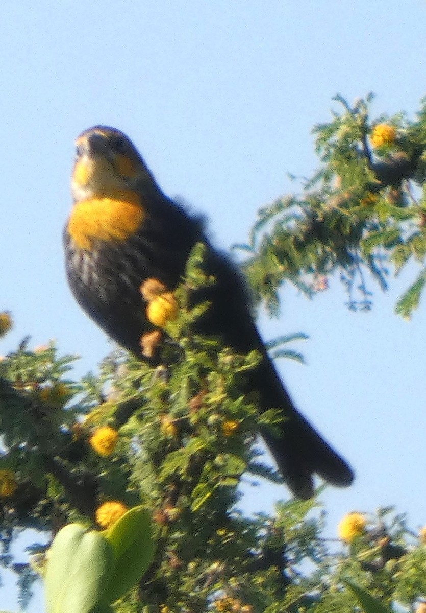Yellow-headed Blackbird - ML642952268