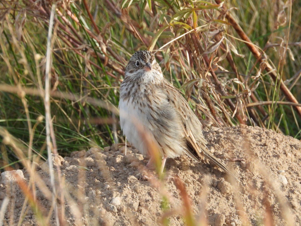 Vesper Sparrow - ML642952269