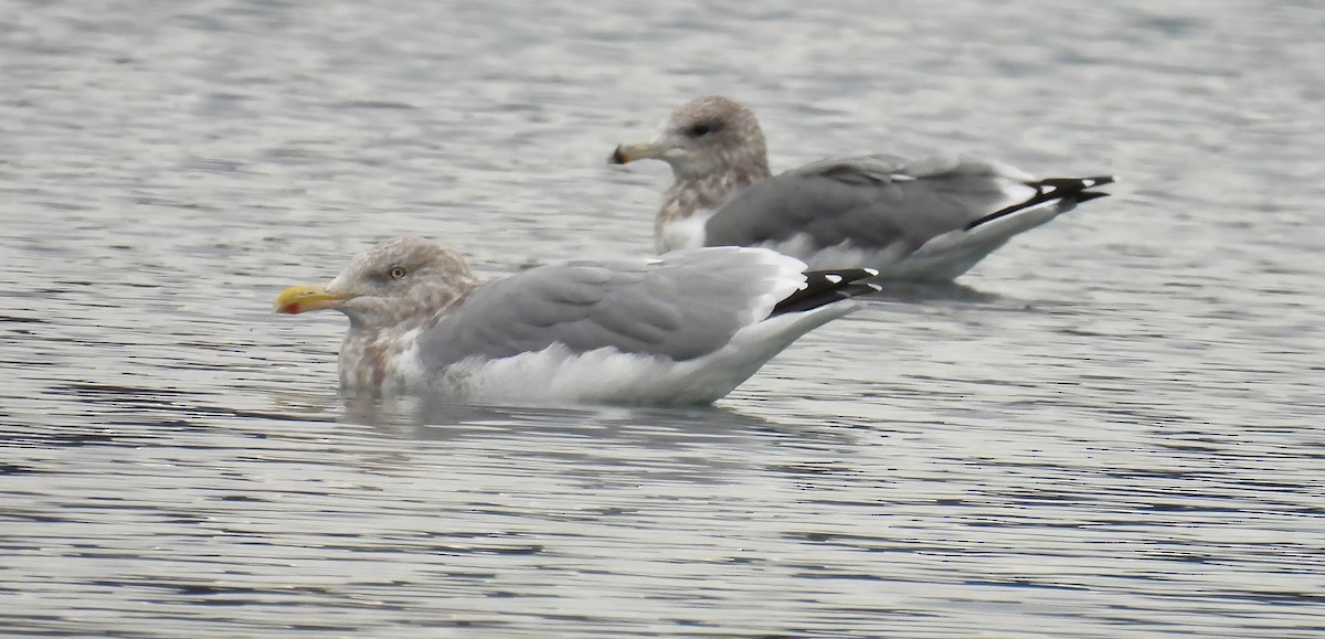 American Herring Gull - ML642952270