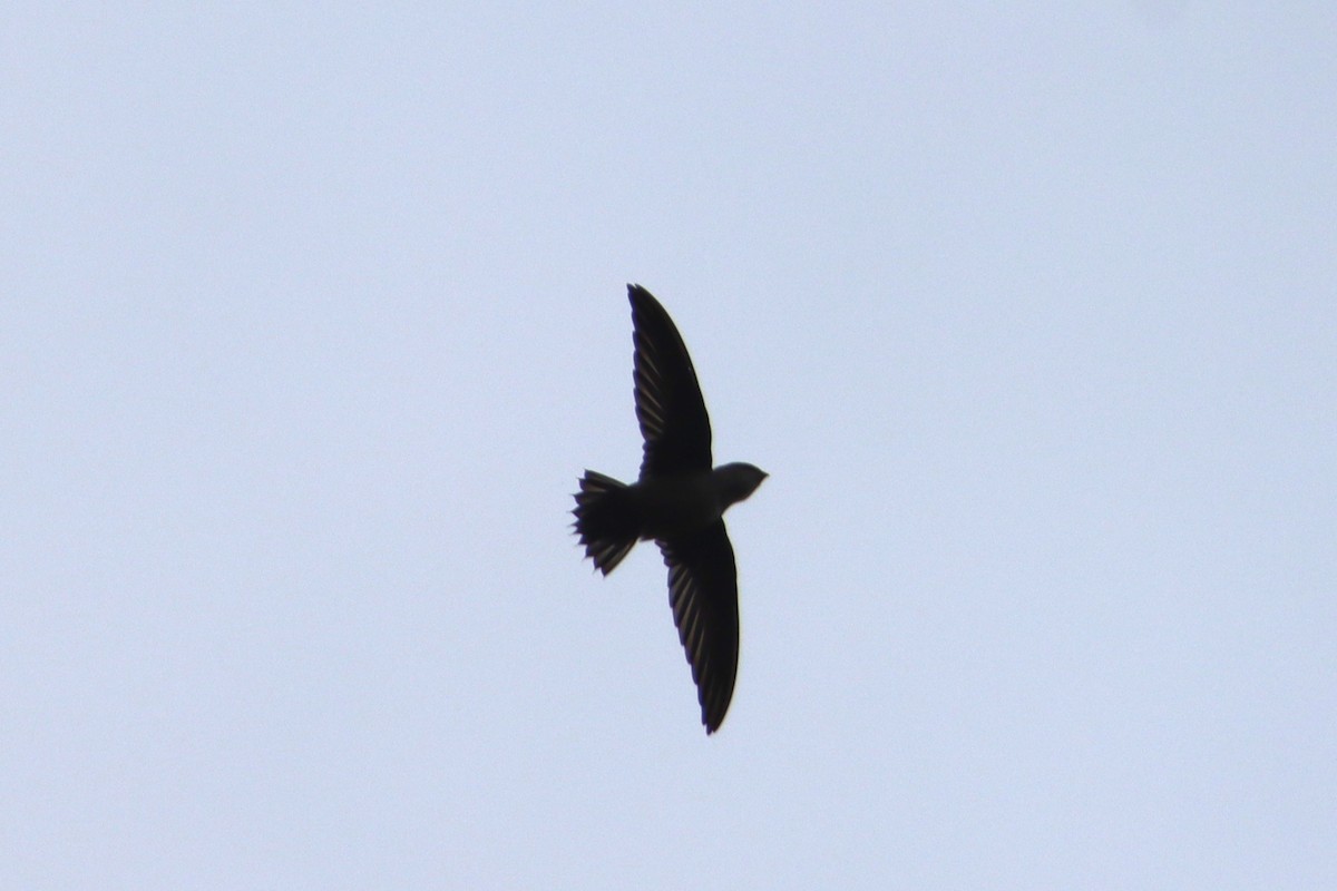 Vaux's Swift - ML642952272