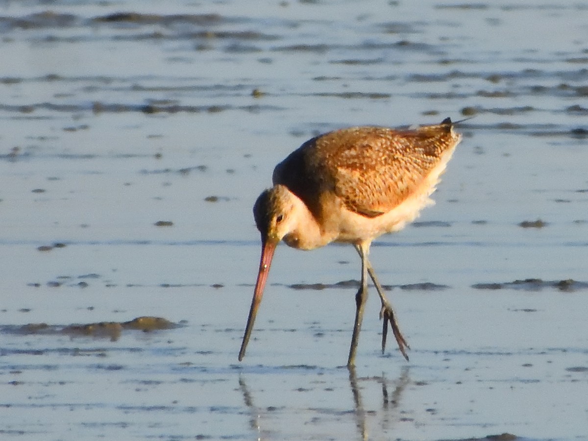 Marbled Godwit - ML642952306