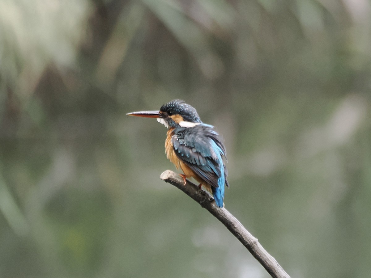 Common Kingfisher - ML642952307