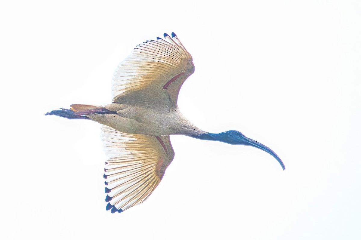 Australian Ibis - ML642952310