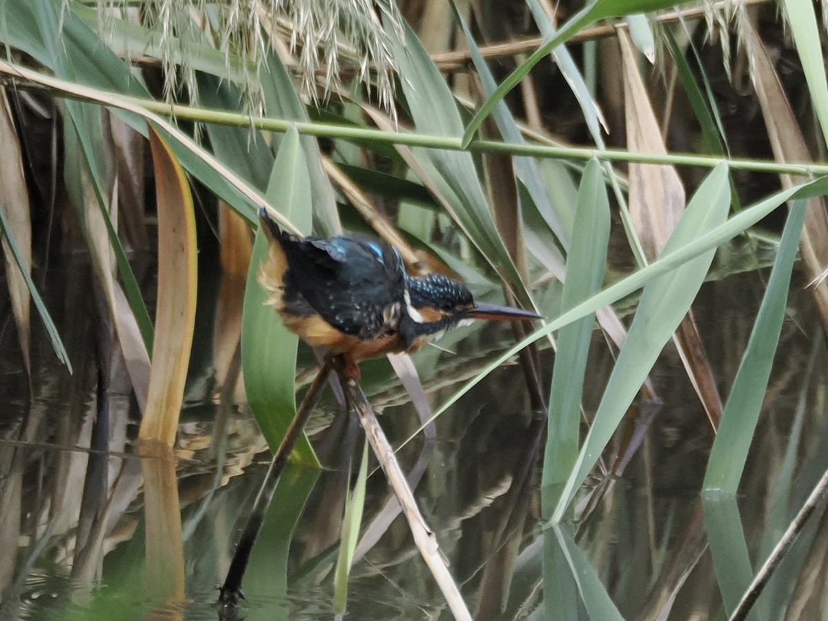 Common Kingfisher - ML642952314