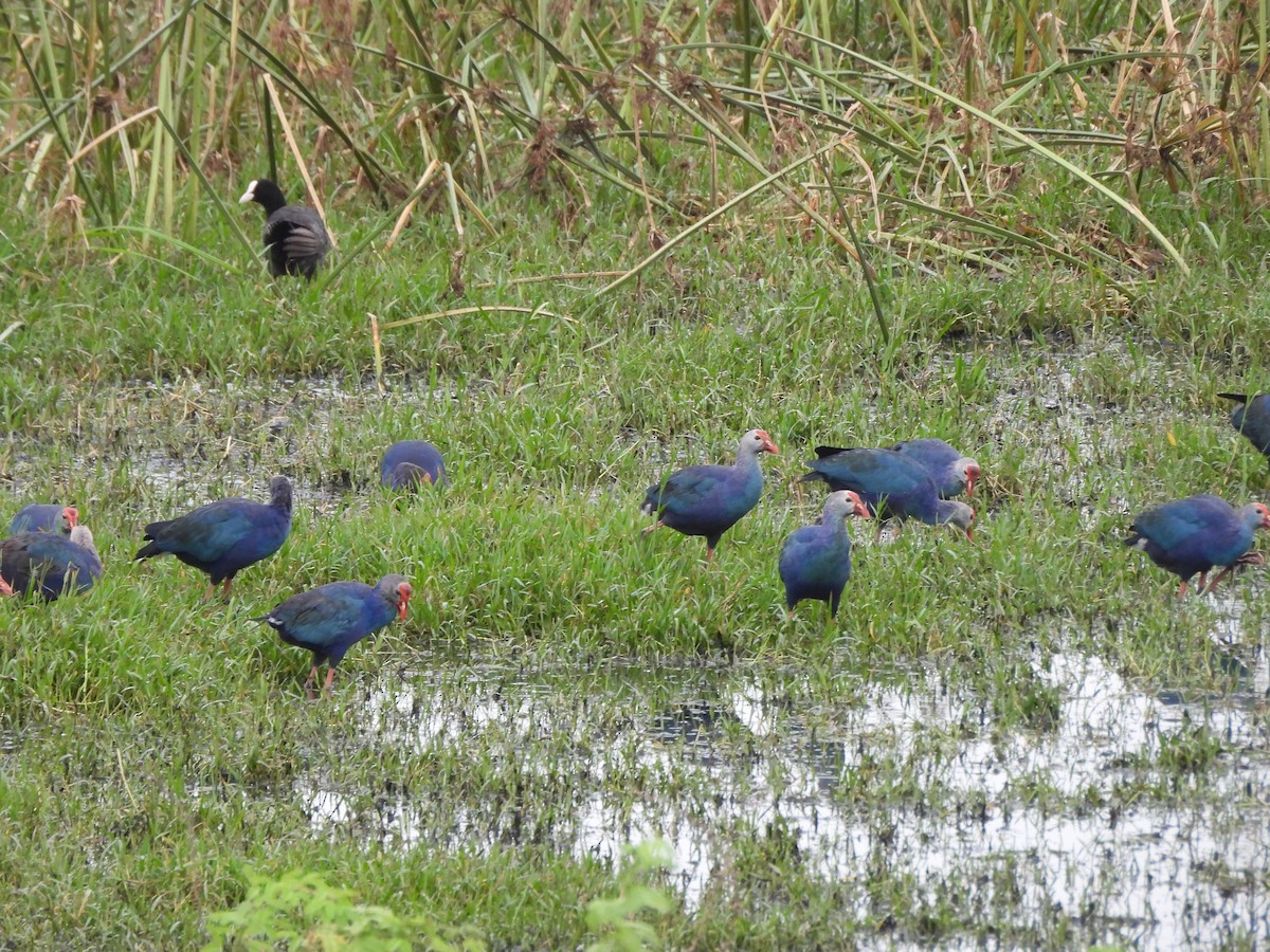 Gray-headed Swamphen - ML642952316