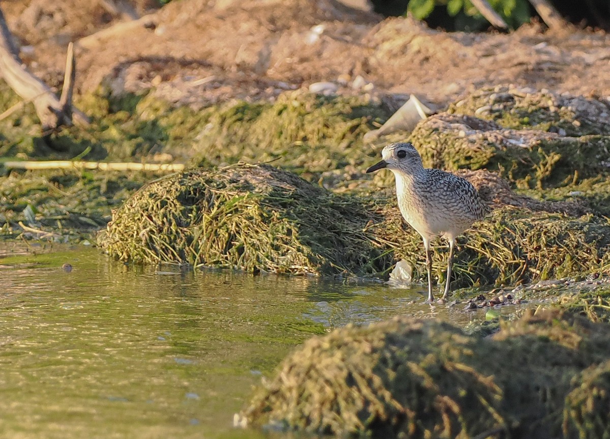 Black-bellied Plover - ML642952318