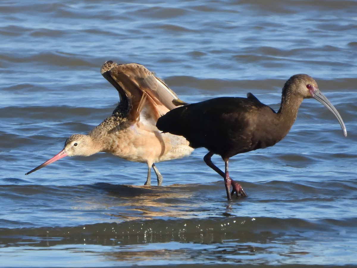 White-faced Ibis - ML642952320