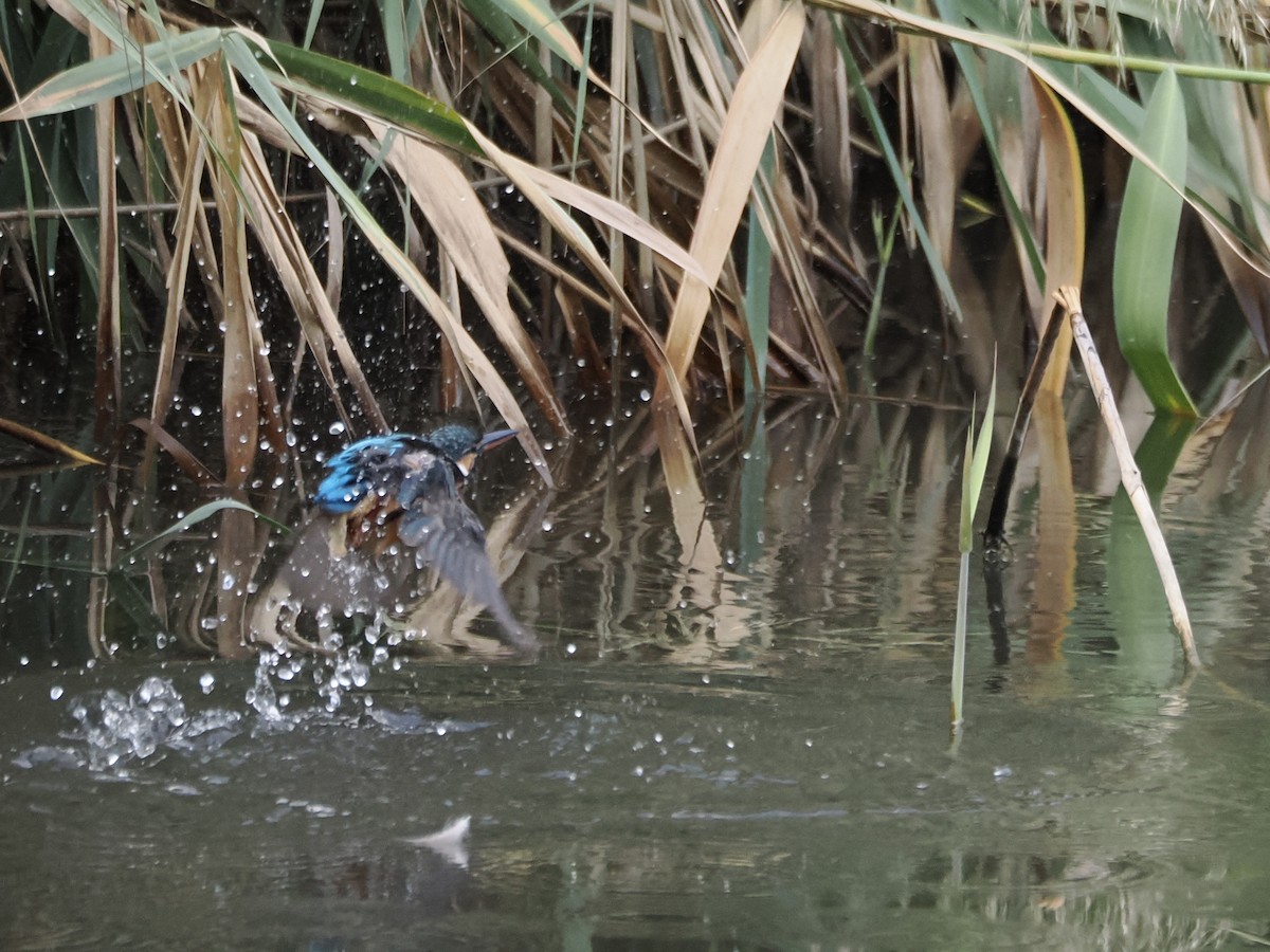 Common Kingfisher - ML642952324