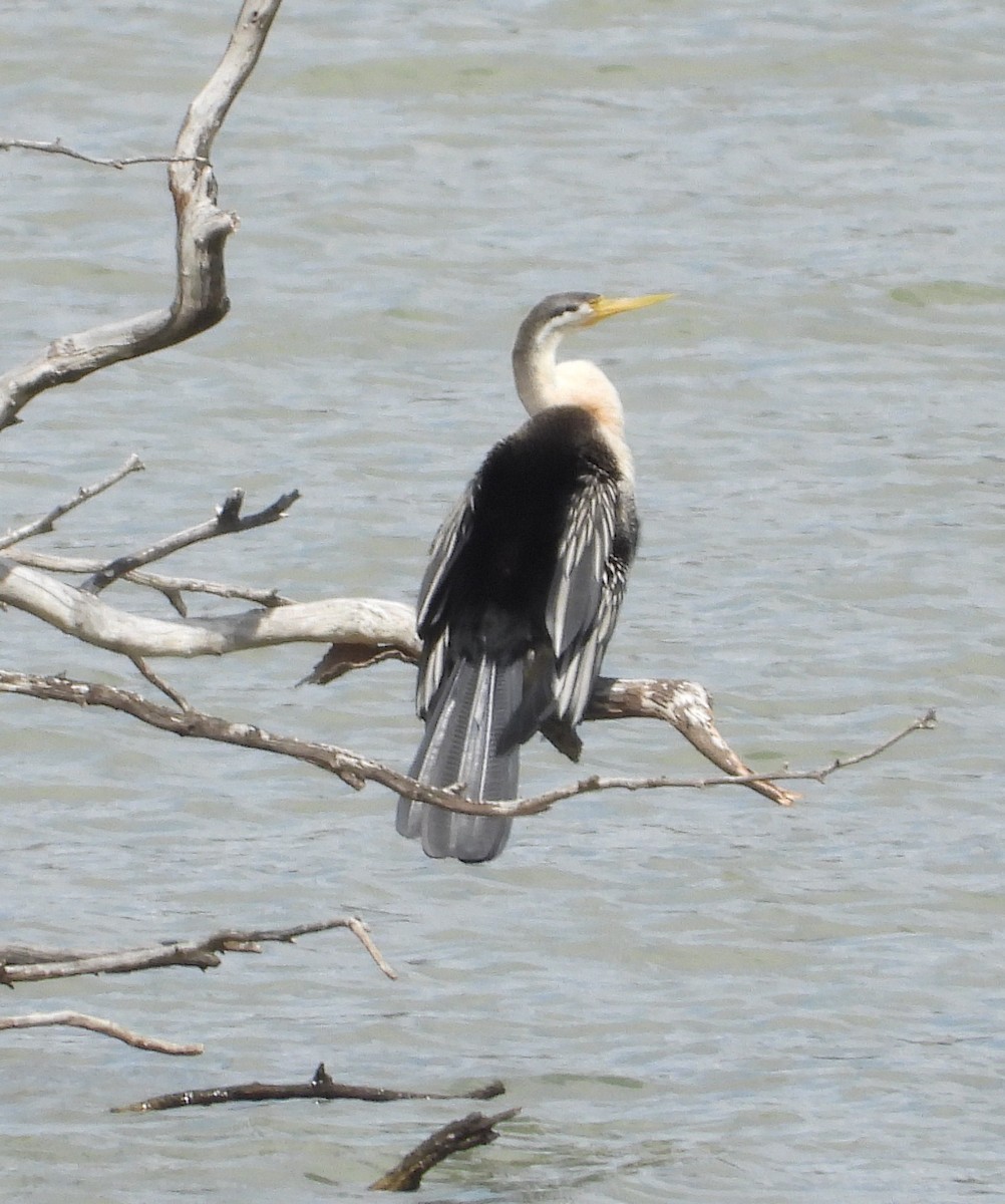 Australasian Darter - ML642952325
