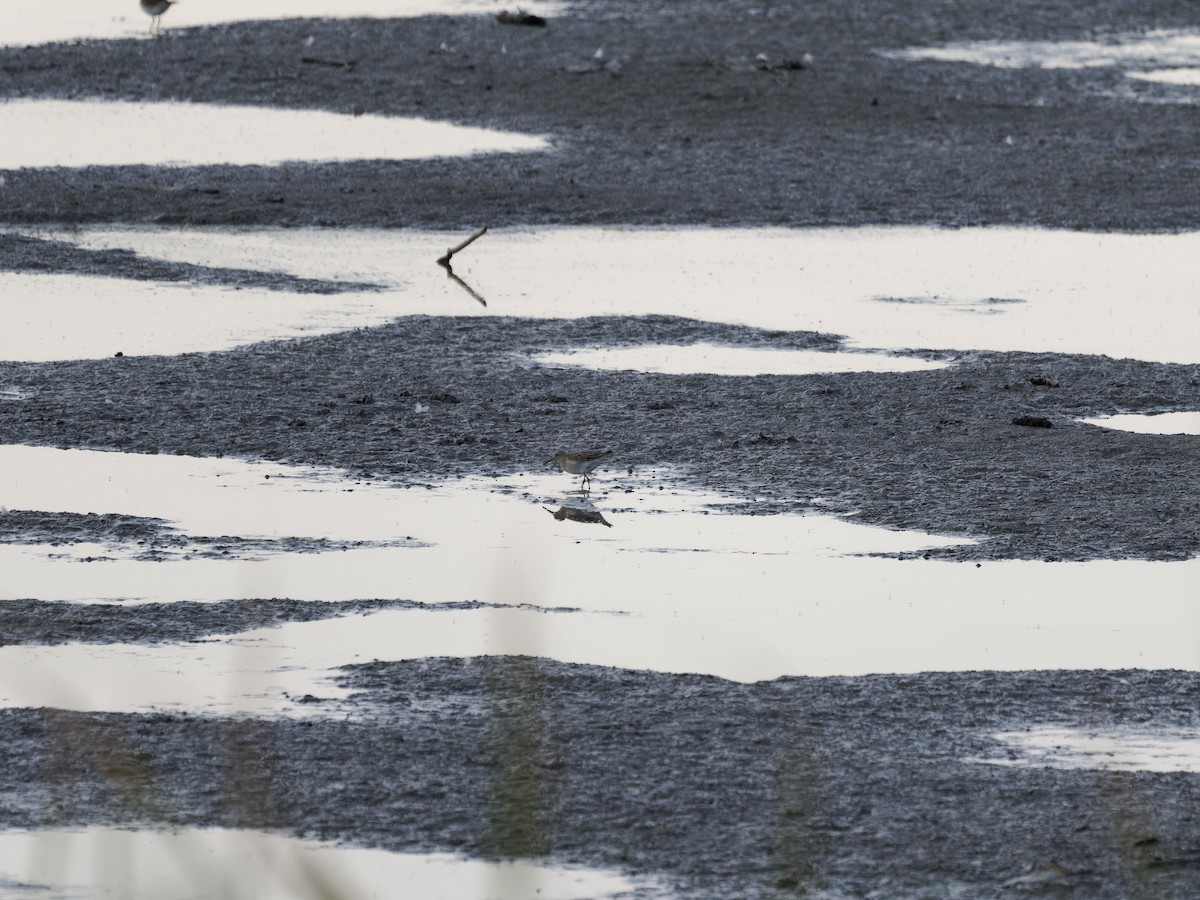 Pectoral Sandpiper - ML642952326