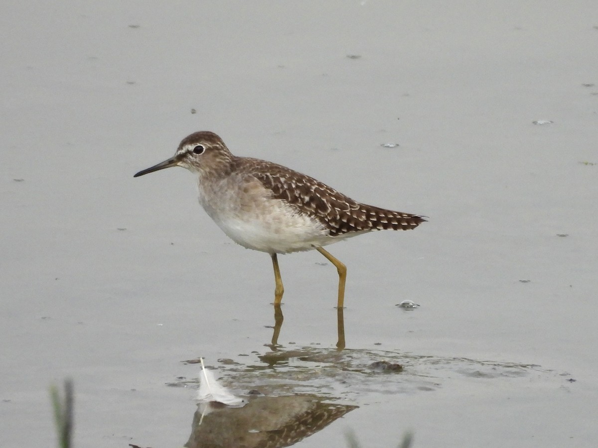 Wood Sandpiper - ML642952328