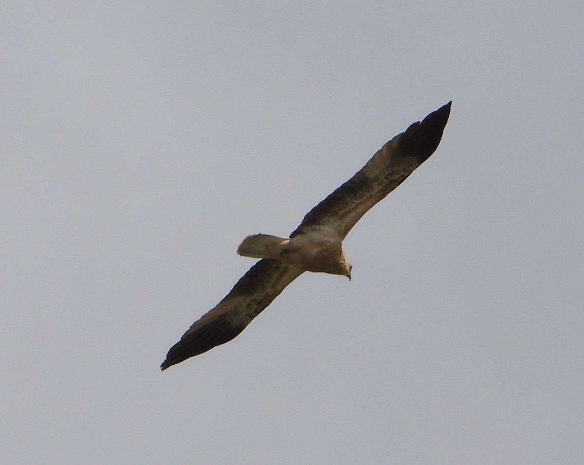 Whistling Kite - ML642952329