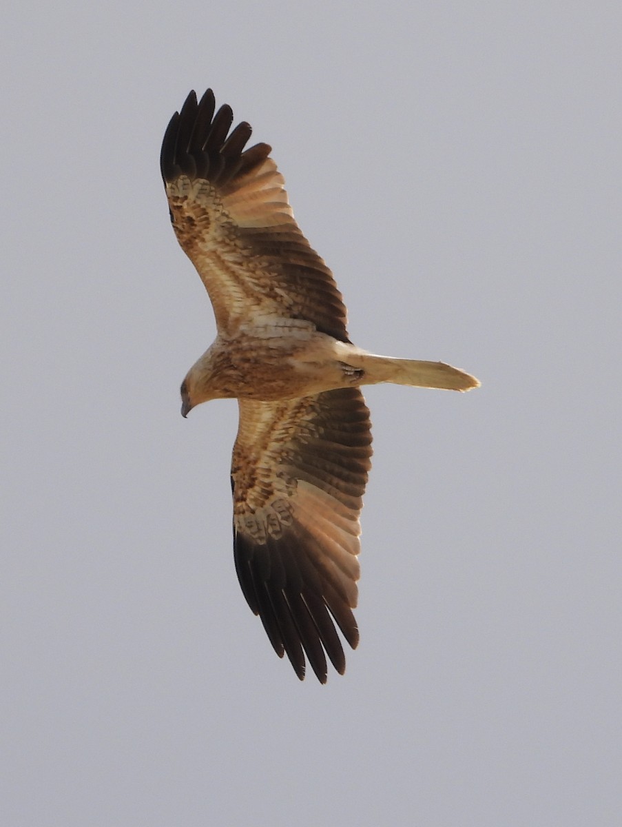 Whistling Kite - ML642952330
